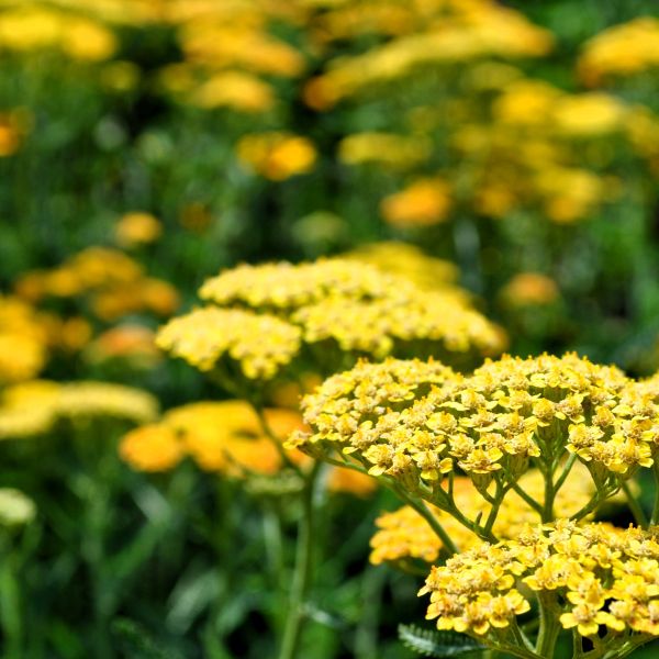 Moonshine Yarrow used as a lawn substitute, providing bright color in a garden setting