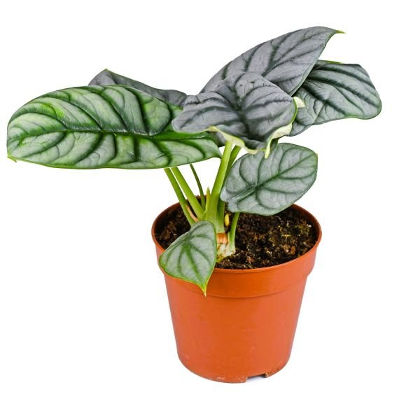 Alocasia Silver Dragon - Rare Indoor Plant for Your Home
