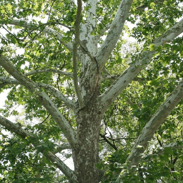 Close-up of American Sycamore's brown bark exfoliating to reveal creamy white inner bark