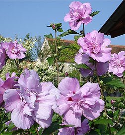 Ardens Rose of Sharon