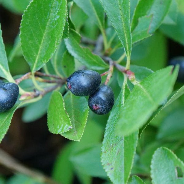 "Close-up of Ground Hog™ Aronia showcasing its deep green leaves, red foliage, and black chokeberries."
