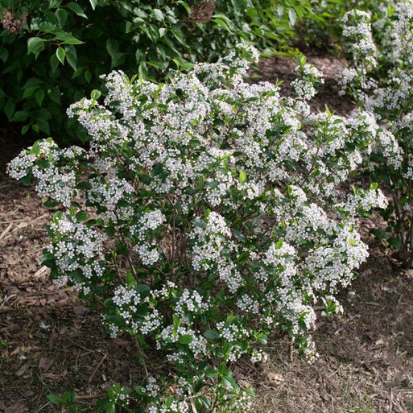 "Low Scape Snowfire Aronia planted in a garden border, adding seasonal interest and attracting pollinators."