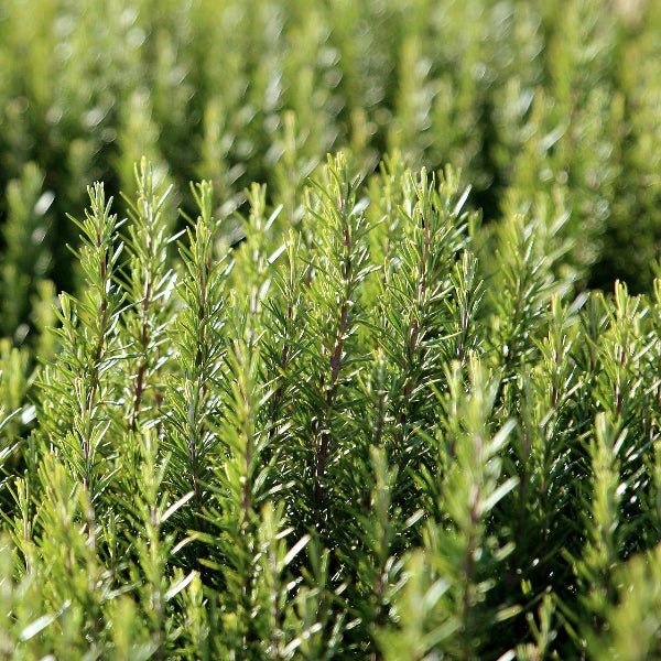 Arp Rosemary Plant with fragrant green leaves in a pot