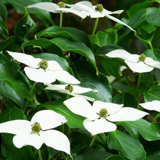 Close-up of Kousa Dogwood's white flowers and dark green leaves