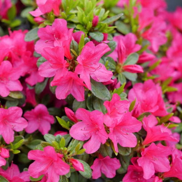 1. Image of Perfecto Mundo® Fuchsia Carpet Azalea in Bloom: "Perfecto Mundo® Fuchsia Carpet Azalea with vibrant hot pink flowers in full bloom."