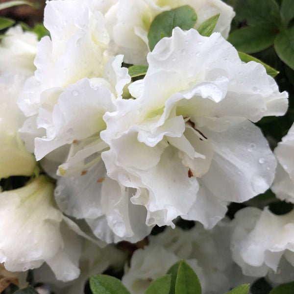 Close-up of Perfecto Mundo® Double White Azalea showcasing its beautiful double white flowers."