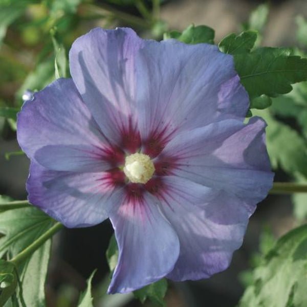 Close-up of Azurri Blue Satin® Rose of Sharon's large blue blooms"