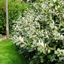 Glossy Green Bay Laurel Leaves – Online Plants Nursery