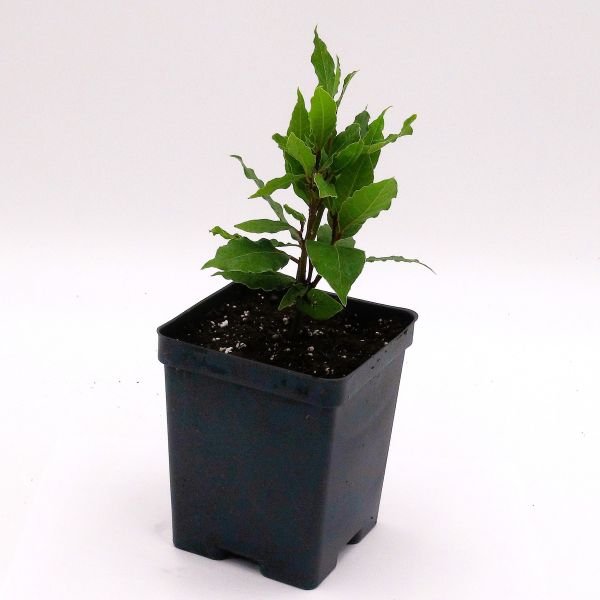 Bay Laurel Plant in Container from Online Nursery β Greenwood Nursery