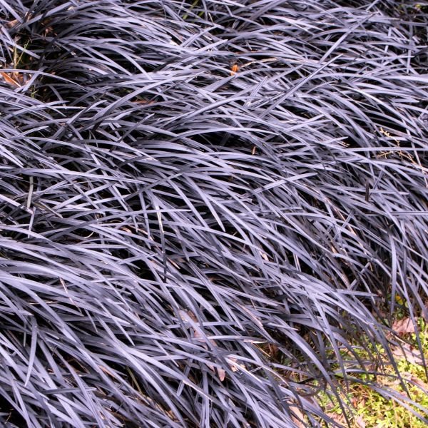 black mondo in japanese garden