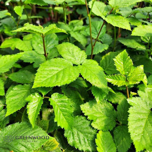 Arapaho Blackberry Plant Tissue Culture