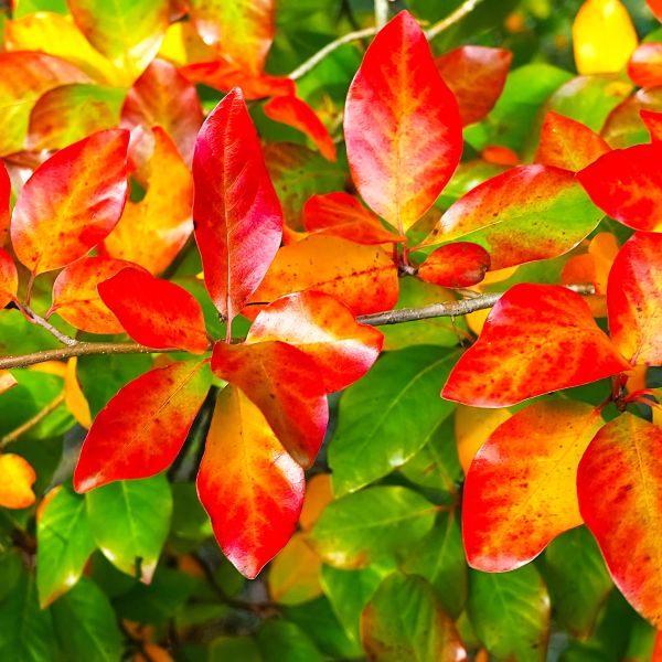 Black Gum Tree for Sale at Online Nursery β Greenwood Nursery"