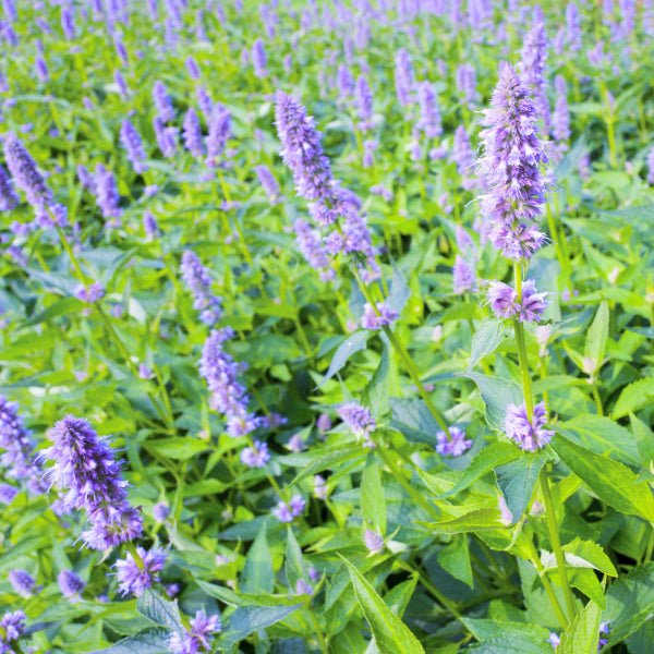 "Agastache 'Blue Fortune' with tall spikes of blue-lavender flowers in full bloom"