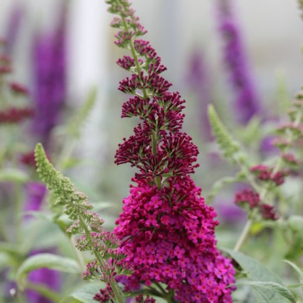 "Miss Molly Buddleia with pink to red blossoms"