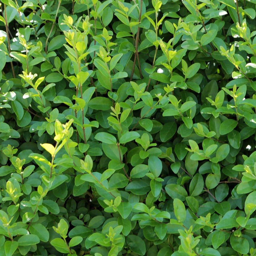 California Privet Shrubs