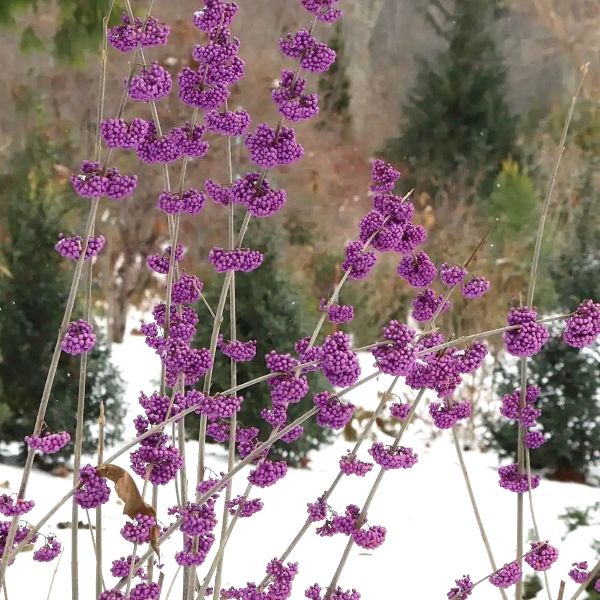 callicarpa_bubble_up Purple flowering plants in a snowy landscape with blurred trees in the background