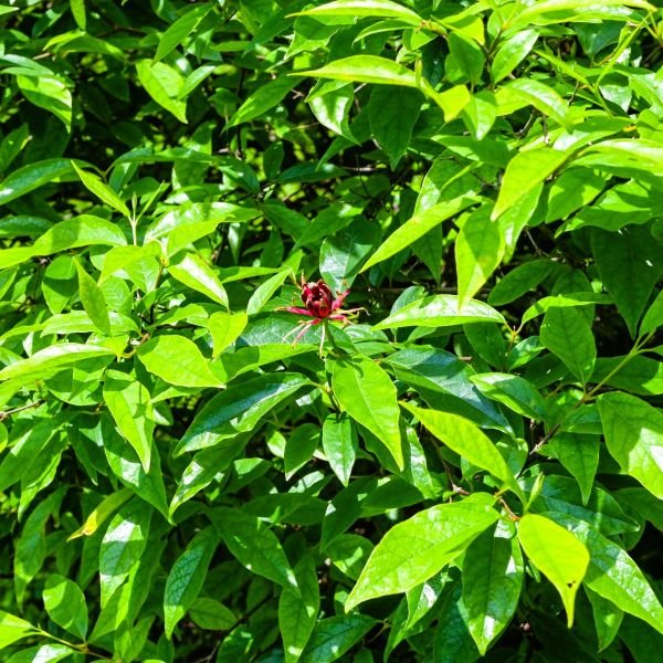 Carolina Allspice Shrub with Fragrant Blooms β Online Nursery"