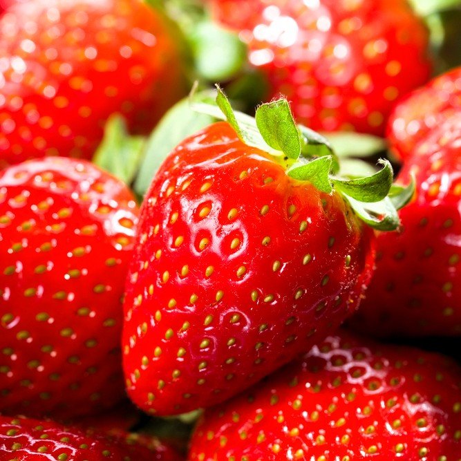 Chandler Strawberry plant with high yield and good flavor in a pick-your-own farm