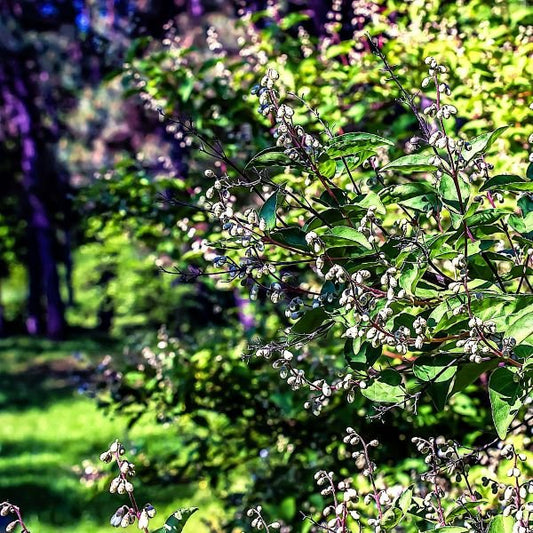 Carolina Allspice Shrub with Fragrant Blooms – Online Nursery"