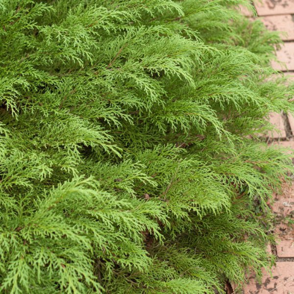 Close-up of Celtic Pride® Siberian Cypress foliage showing winter color change