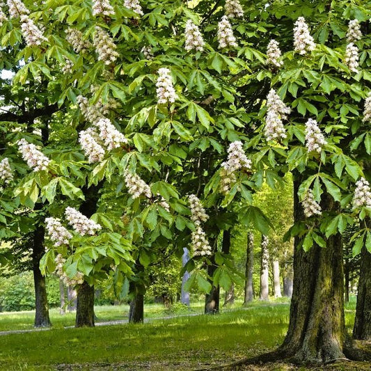 Fast-Growing Celestial Chestnut Tree for Sale – Online Nursery"