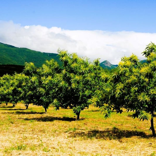 Fast-Growing Celestial Chestnut Tree for Sale – Online Nursery"