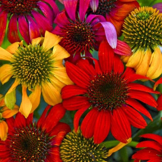 Cheyenne Spirit Coneflower