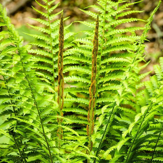 Close-up of Cinnamon Fern's crosiers growing into 'cinnamon sticks