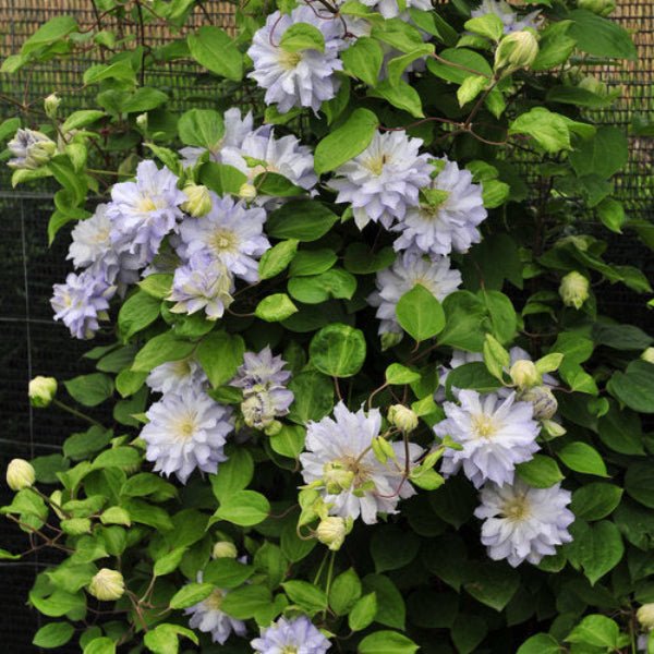 "Diamond Ball Clematis growing on a trellis"
