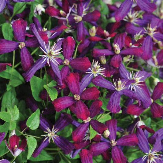 "Sweet Summer Love Clematis with cranberry to violet star-like flowers"