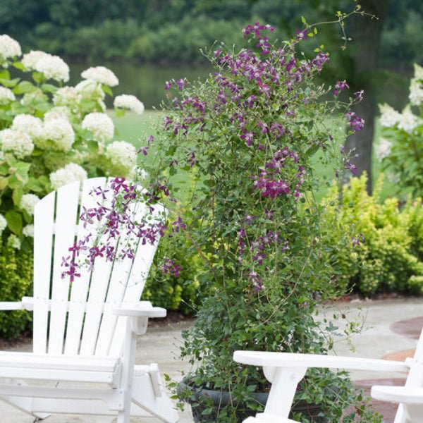 "Fragrant blooms of Sweet Summer Love Clematis in summer"