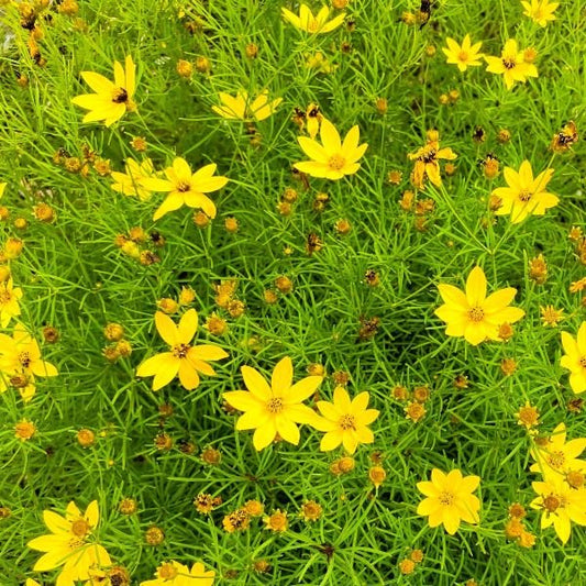 coreopsis_moonbeam field