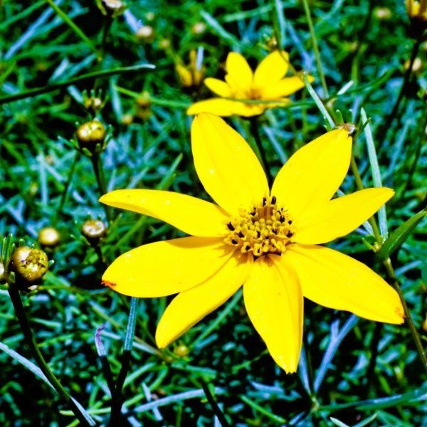 coreopsis moonbeam close up flower