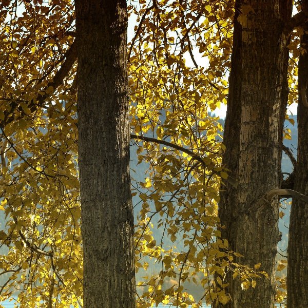 "Rapid-growing shade Siouxland Cottonwood Tree"