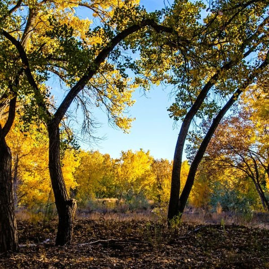 cottonwood trees fall