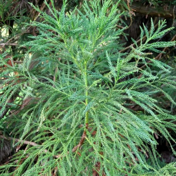 cryptomeria yoshino young tree