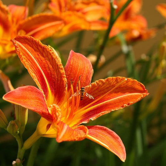 Close-up of Nature's Orange Daylily blooms showing varying shades of orange