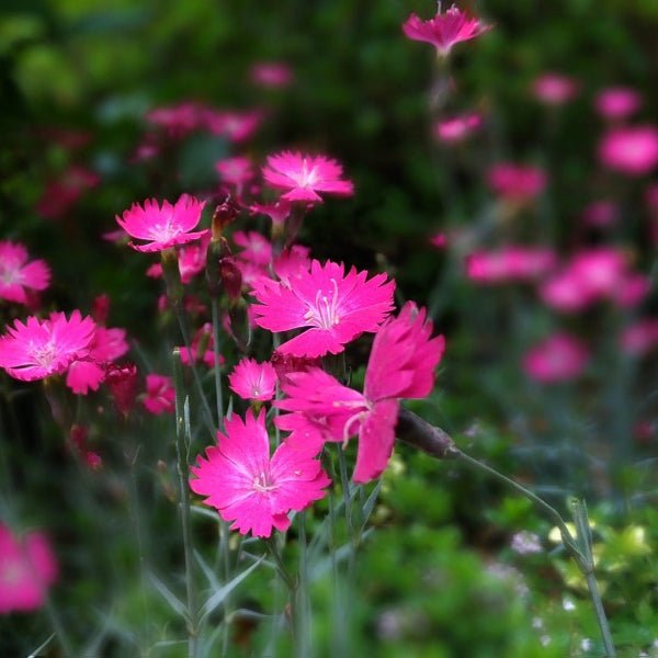 Dianthus Firewitch spilling over the sides of a container garden, adding vibrant color