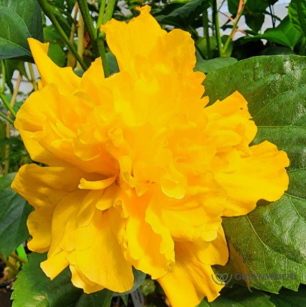Close-up of Double Yellow Hibiscus's vibrant yellow blooms