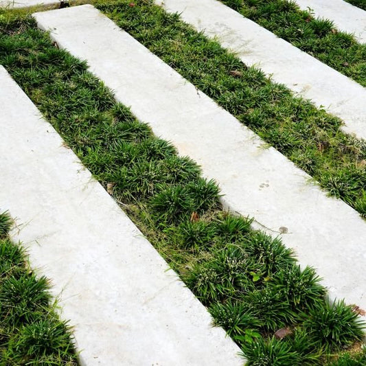 Low-Maintenance Ground Cover for Pathways and Rock Gardens