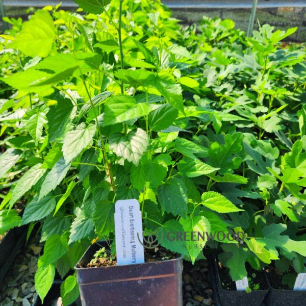 Dwarf Everbearing Mulberry growing in a container, showcasing its compact size and fruit production