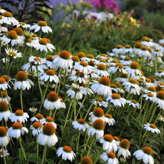 PowWow White Coneflower adding elegance to a garden