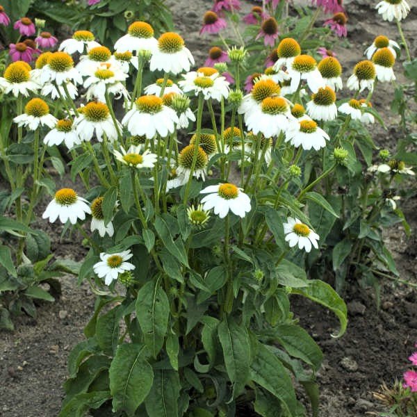 Close-up of PowWow White Coneflower's white flowers