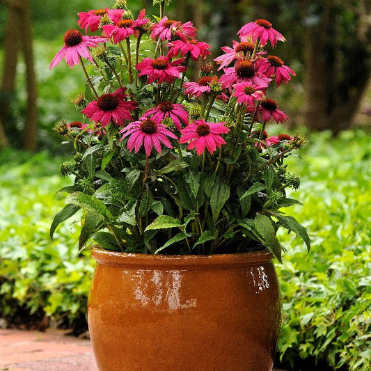 Pow Wow Wild Berry Coneflower attracting butterflies in a garden"