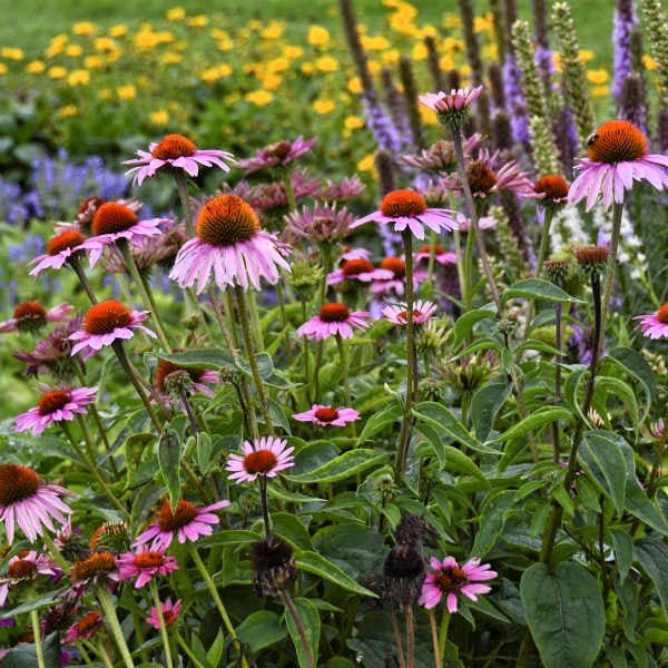 Magnus Echinacea adding color to a garden