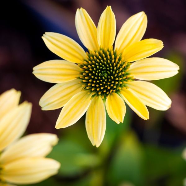 Echinacea Mellow Yellows Coneflower