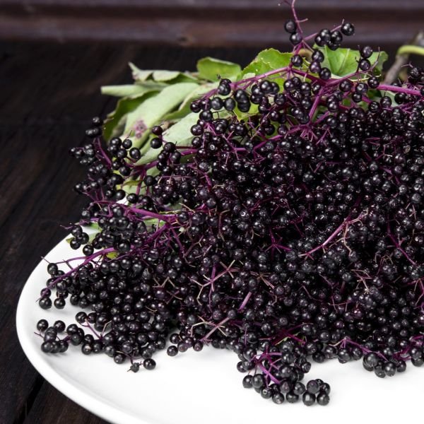 American Elderberry Sambucus canadensis