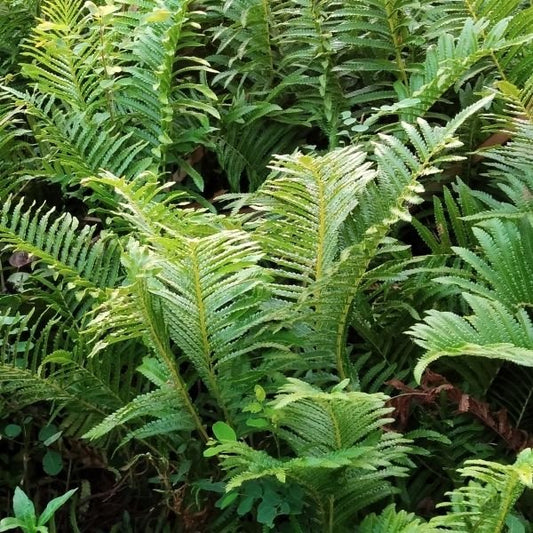Cinnamon Ferns adding lush greenery to a shaded garden