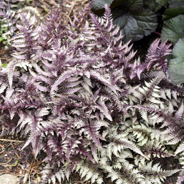 Close-up of the colorful fronds of Japanese Painted Fern