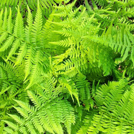 Close-up of Lady Fern's feathery blade pairs